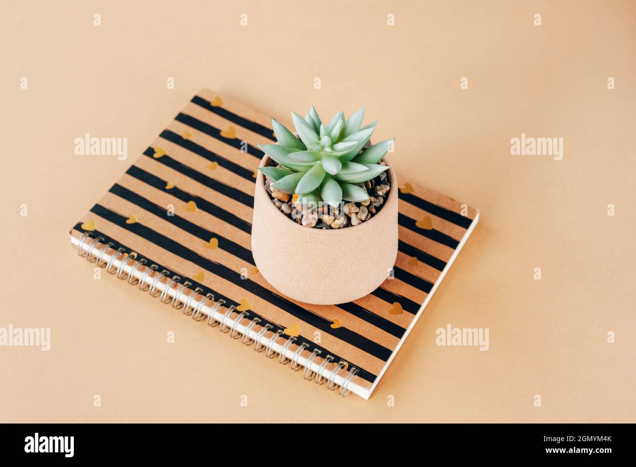 Notepad and succulent on a table. Minimal composition. Top view. Stock Photo