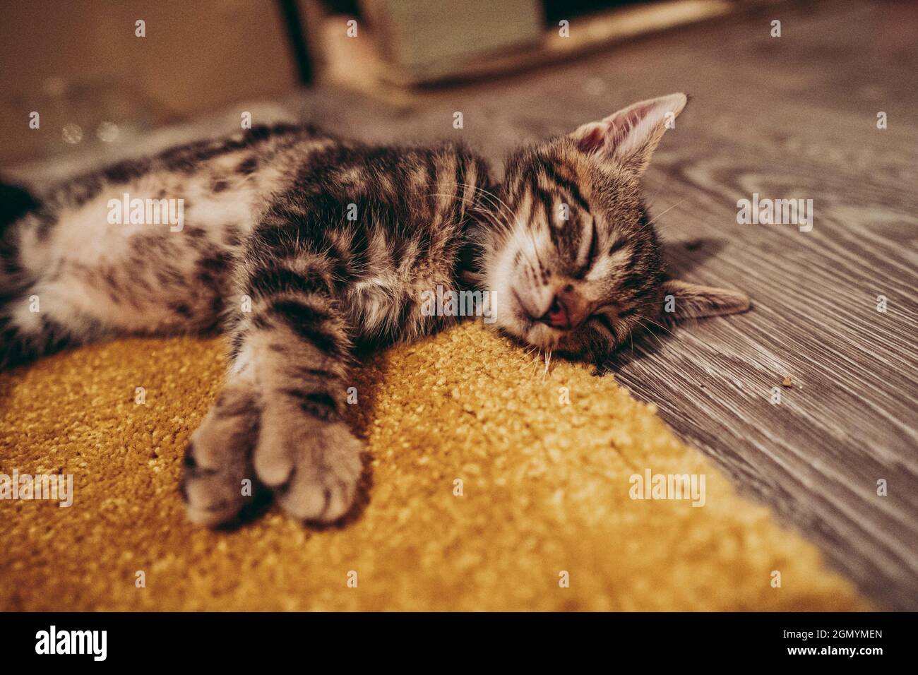 Closeup of the cute gray tabby kitten sleeping on the floor Stock Photo ...