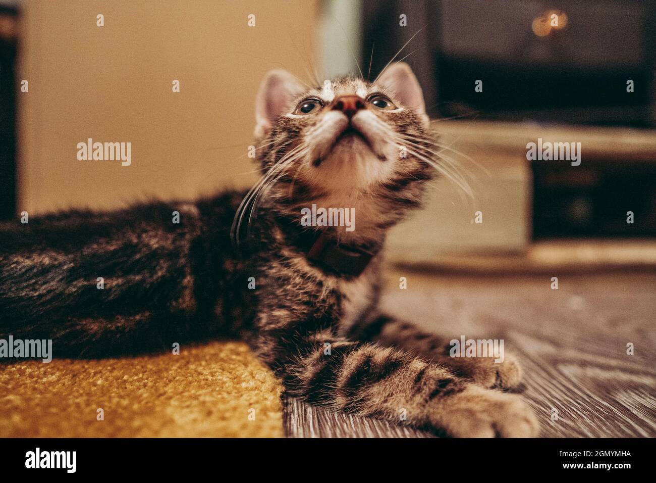 Closeup of the cute gray tabby kitten lying on the floor, looking up ...