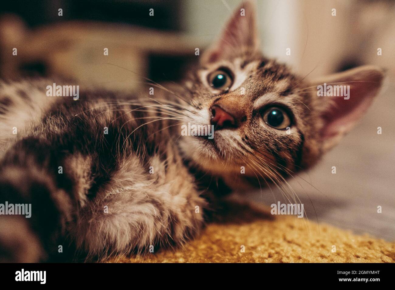 Closeup of the cute gray tabby kitten lying on the floor Stock Photo ...