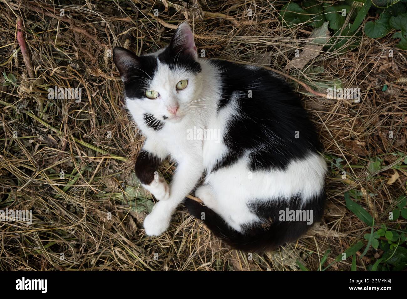 White kitten with store black spots