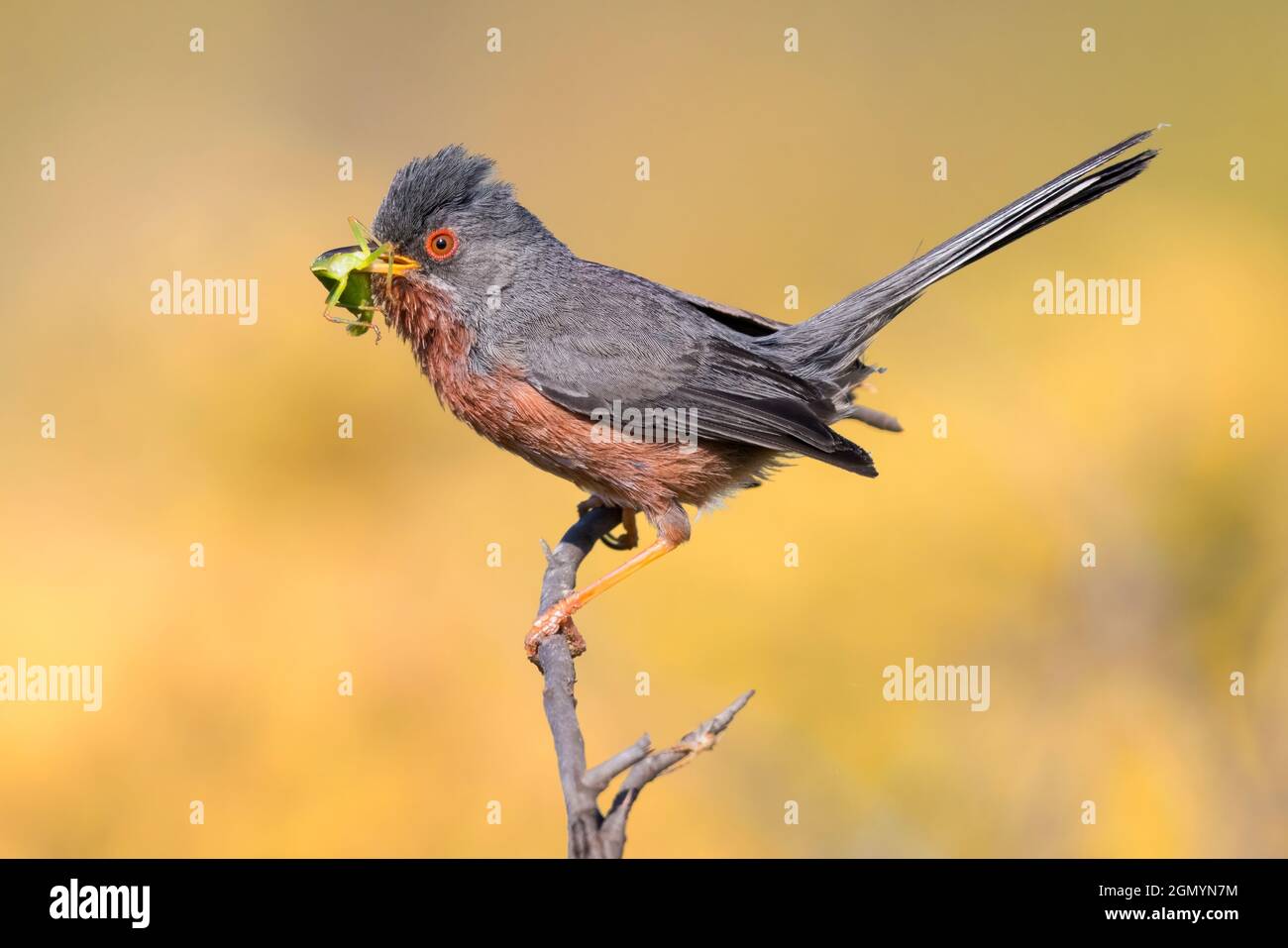 Dartford Warbler (Sylvia undata), side view of an adult male perched on a branch, Campania, Italy Stock Photo
