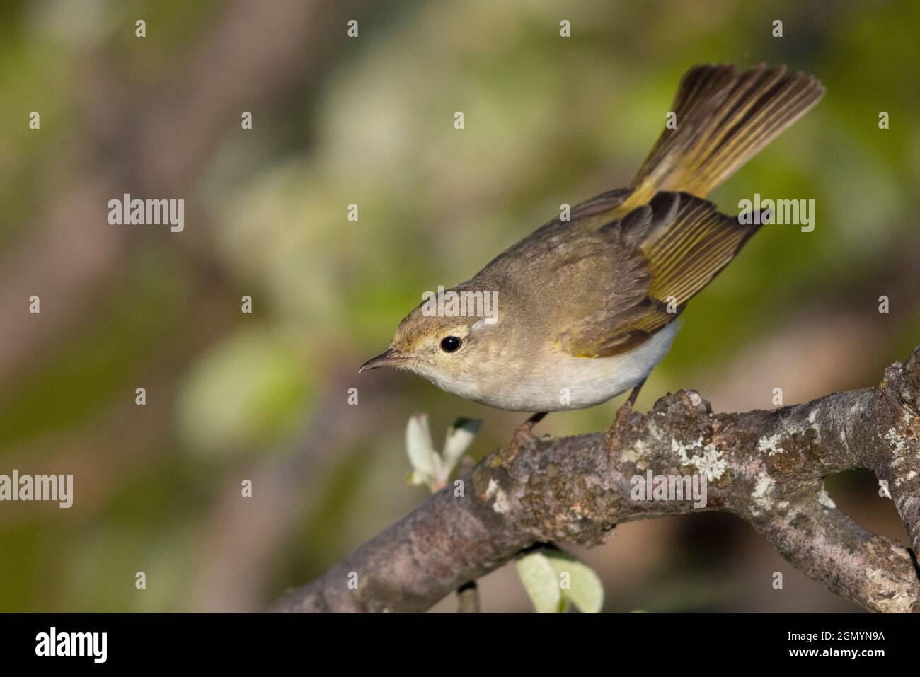 Western Bonelli's Warbler (Phylloscopus Bonelli), adult perched on a branch, Abruzzo, Italy Stock Photo
