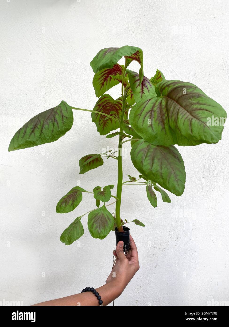 A hand holding freshly farmed chinese spinach amaranth using hydroponic  system Stock Photo