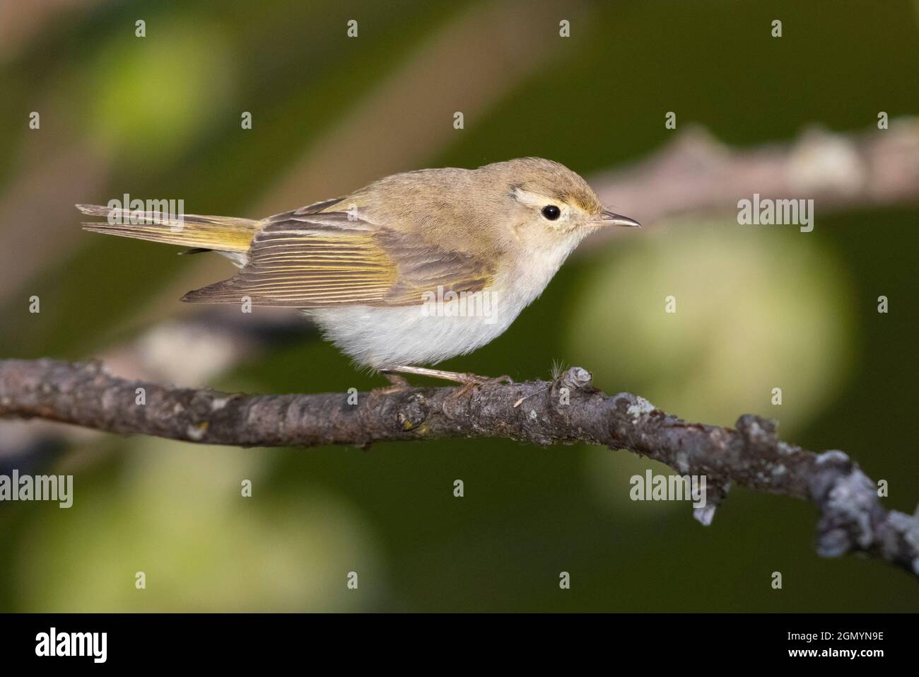 Western Bonelli's Warbler (Phylloscopus Bonelli), side view of an adult perched on a branch, Abruzzo, Italy Stock Photo