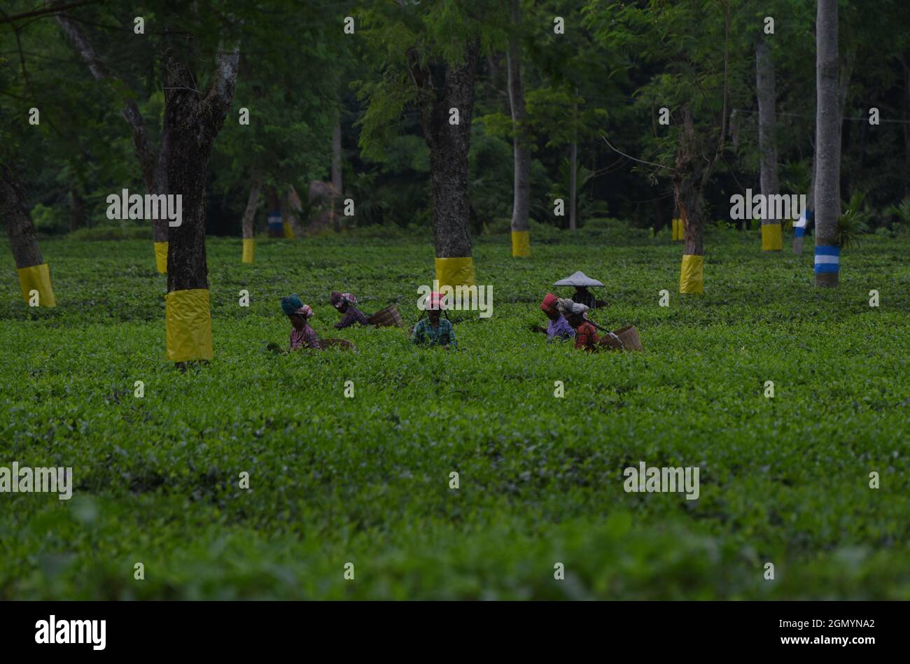 Guwahati, Guwahati, India. 21st Sep, 2021. Women tea labours plucking