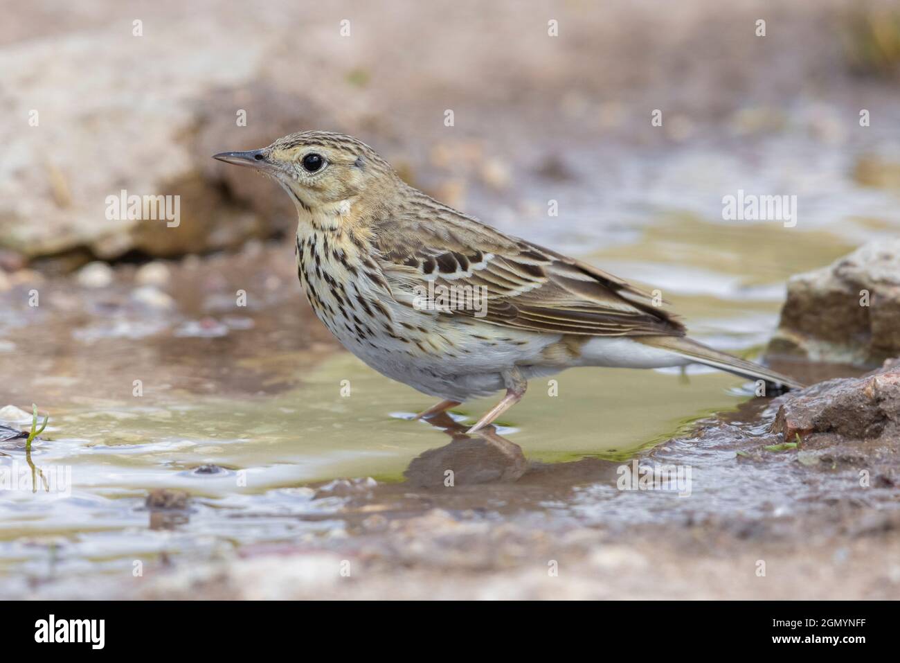 Tree Pipit (Anthus trivialis), side view of an adult standing in a puddle, Abruzzo, Italy Stock Photo