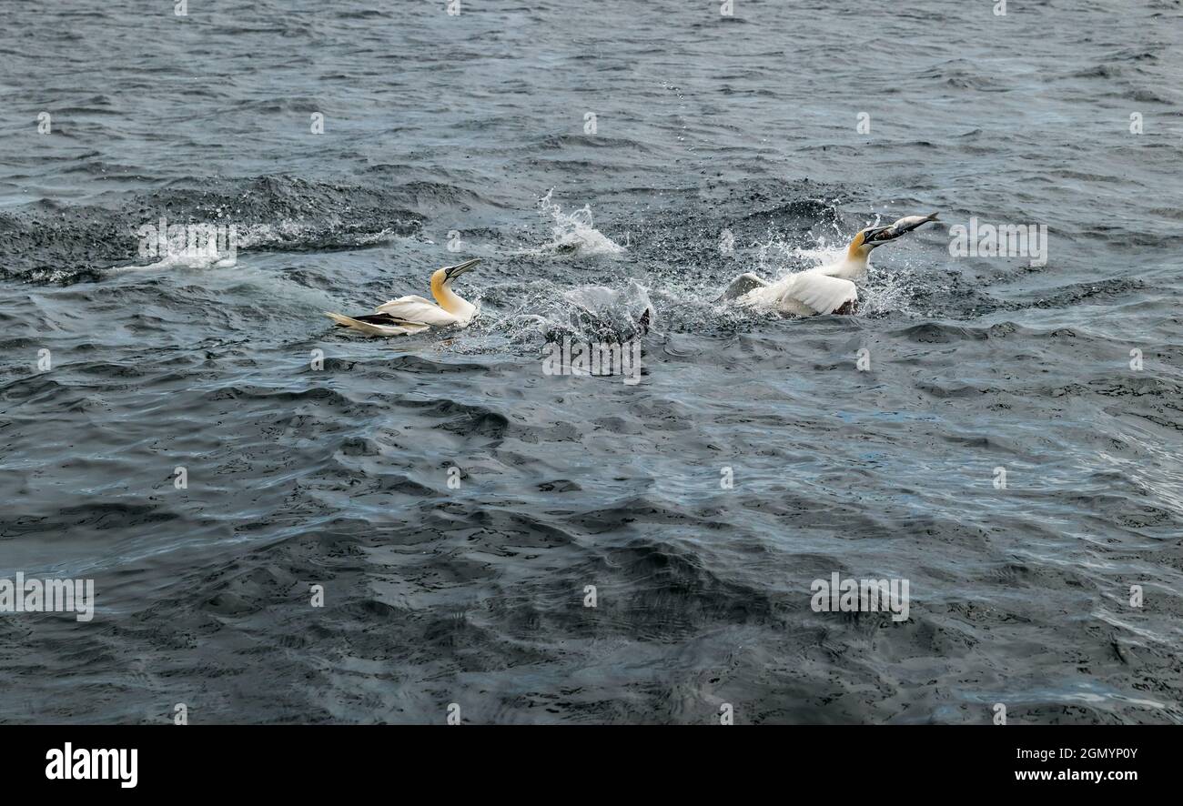 Northern gannets (Morus bassanus) fighting over herring fish in Firth of Forth, Scotland, UK Stock Photo