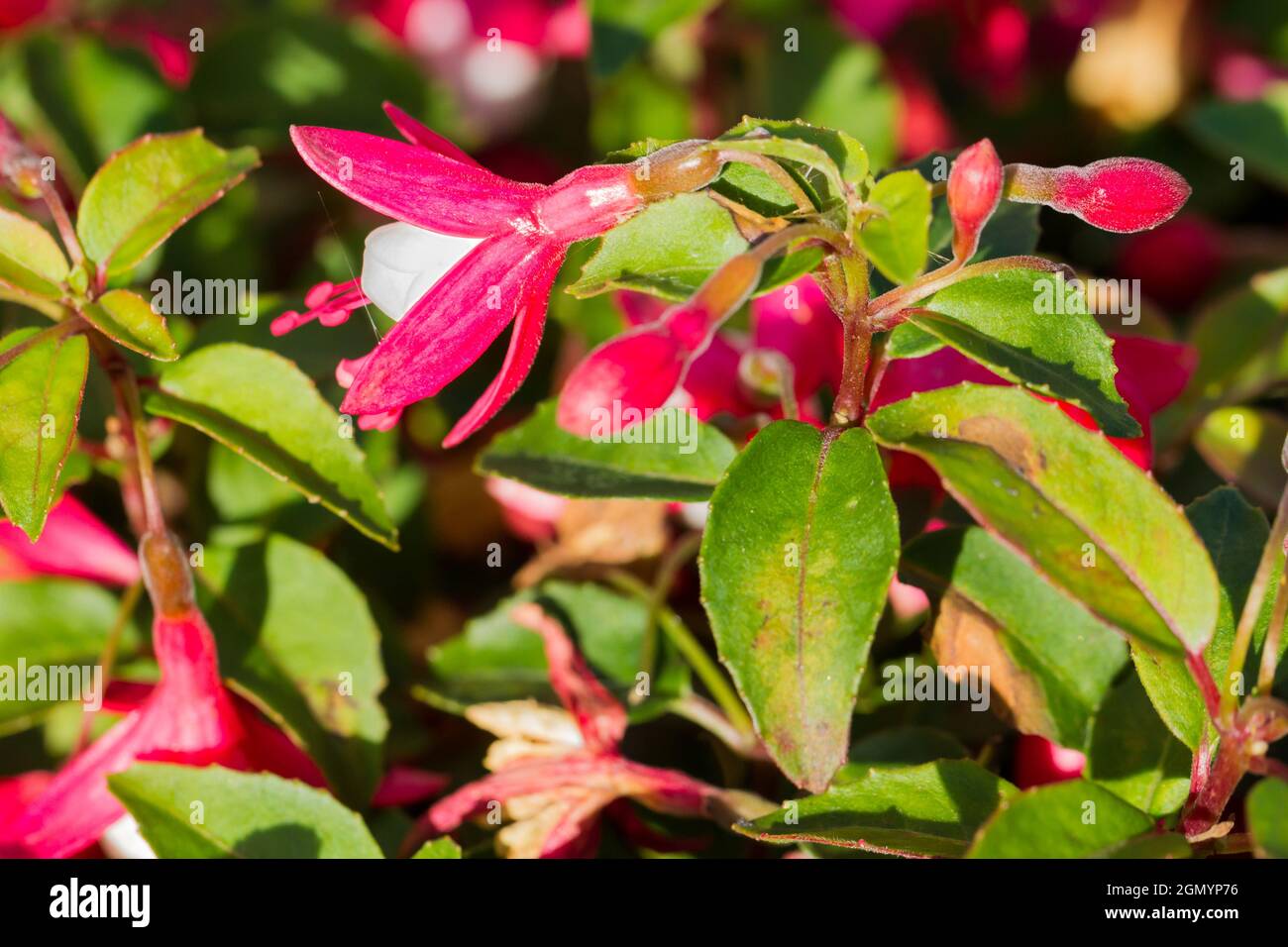 Fuchsia Lady-Thumb closeup, summertime UK Stock Photo