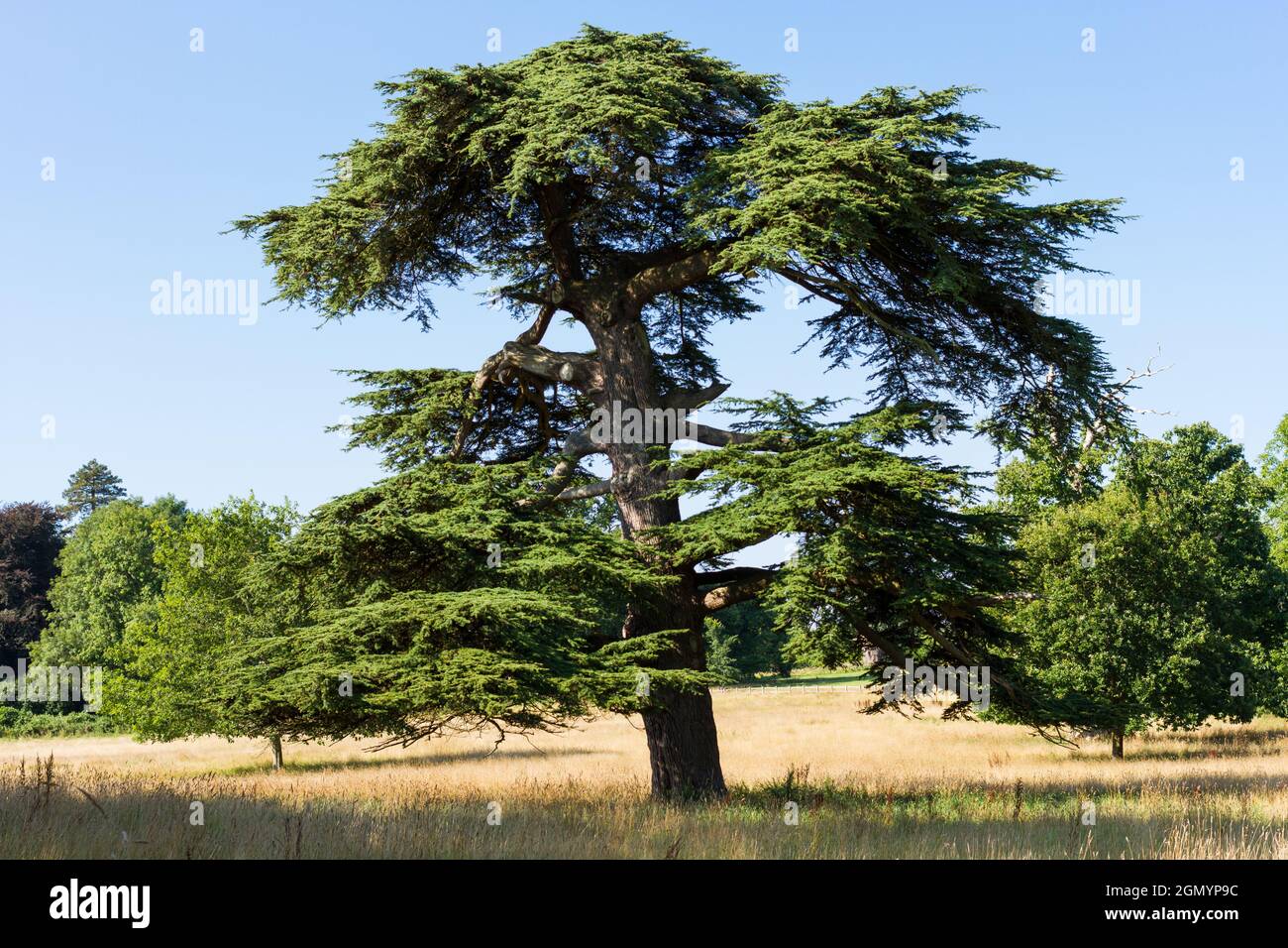 Cedar tree in the sunshine Stock Photo
