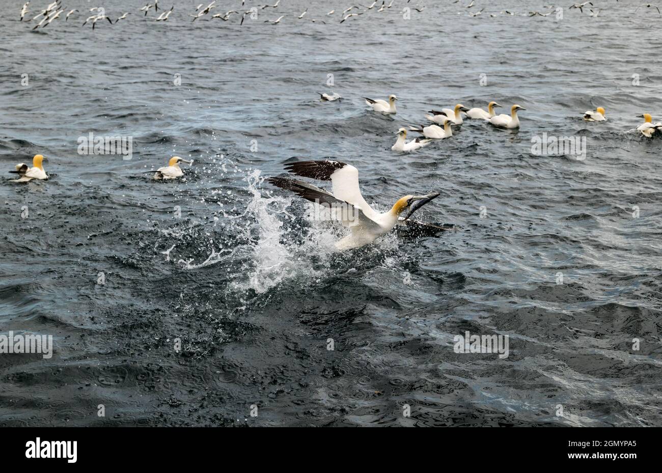 Northern gannets (Morus bassanus) fighting over herring fish in Firth of Forth, Scotland, UK Stock Photo