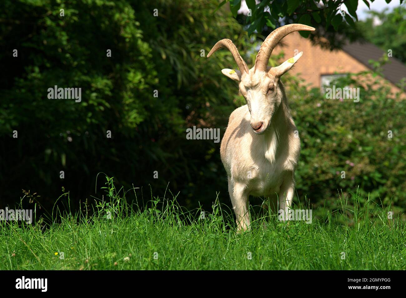 Frontal view of a billy goat in a meadow Stock Photo
