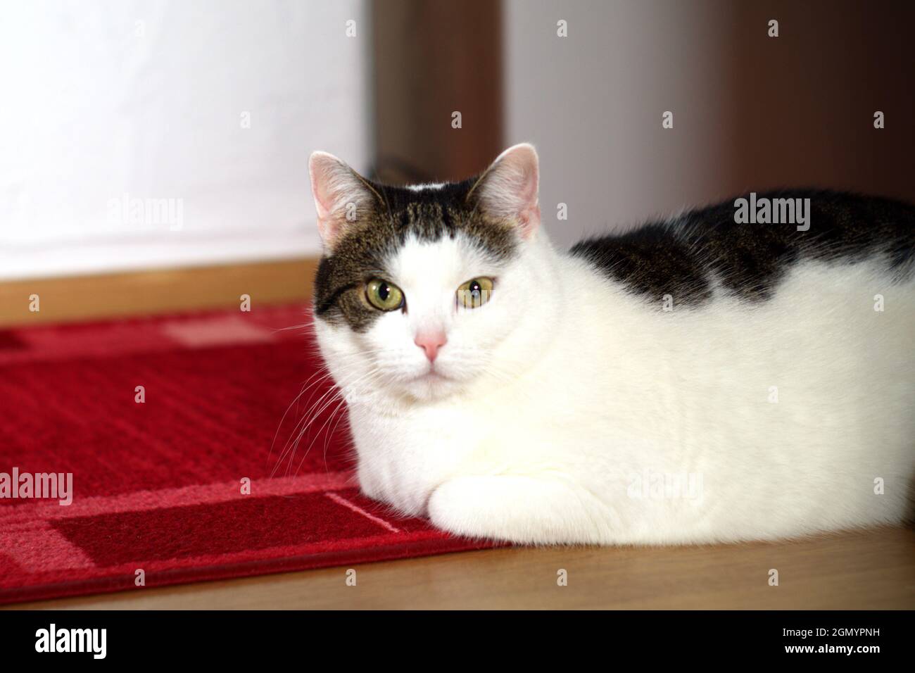 A cat lies relaxed on a carpet and looks into the camera Stock Photo
