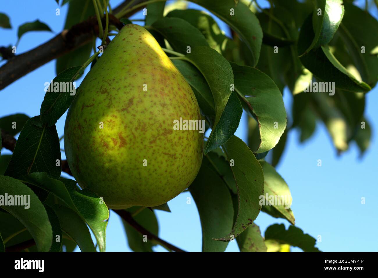 Close up of a pear on the tree with leaves against the blue sky Stock Photo