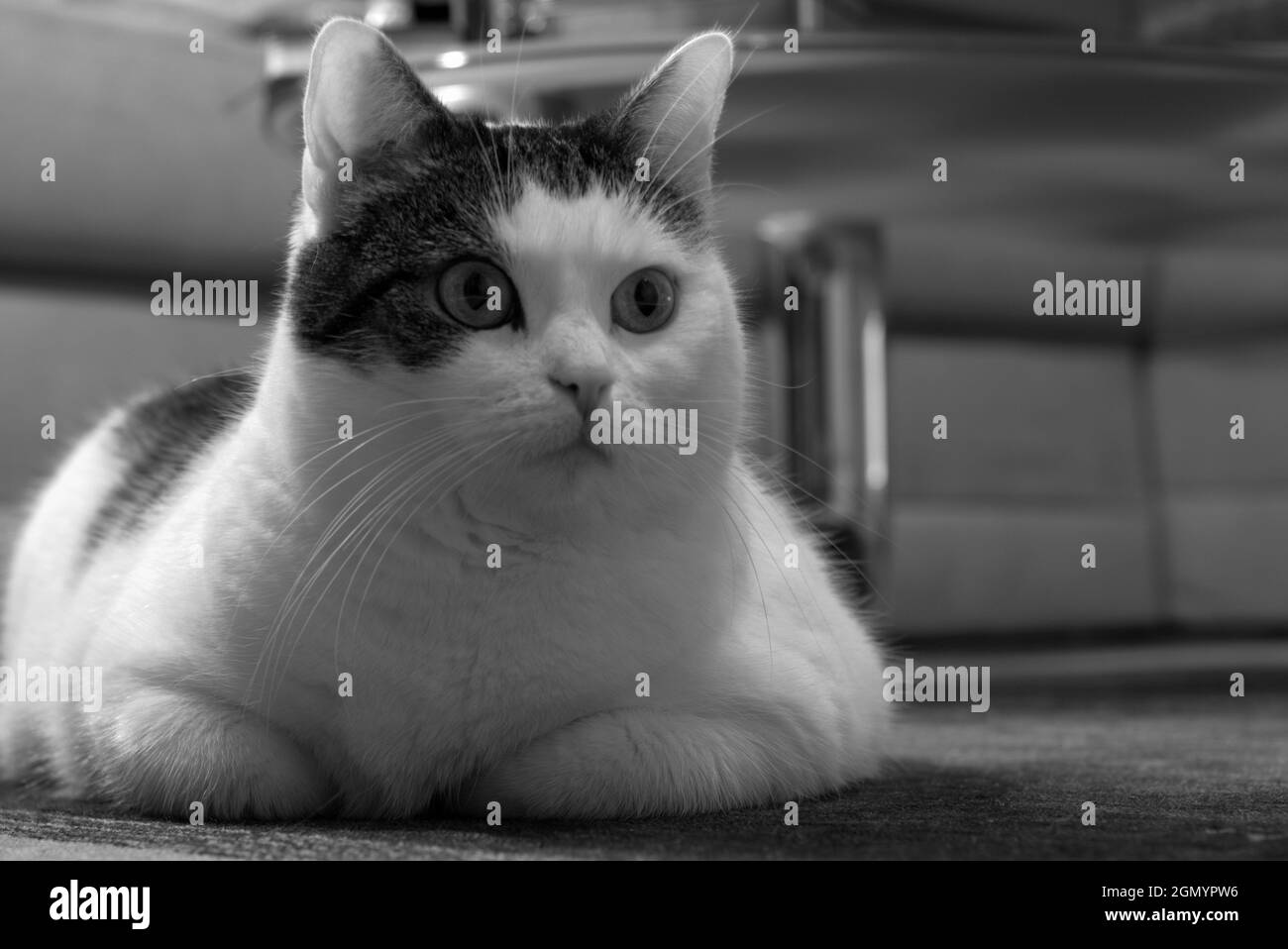 A cat lies relaxed on a carpet and looks into the camera Stock Photo