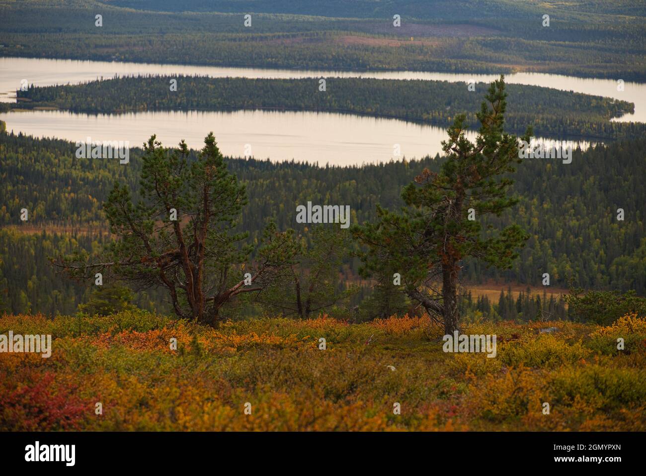 Autumn scene on Sammaltunturi in Pallas-Yllästunturi National Park, Muonio, Finland Stock Photo