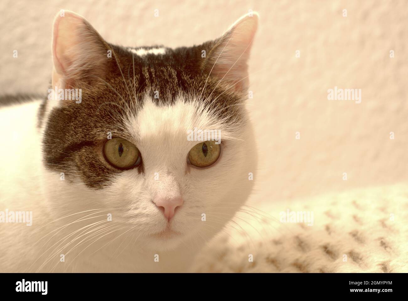 Highkey portrait of a cat Stock Photo