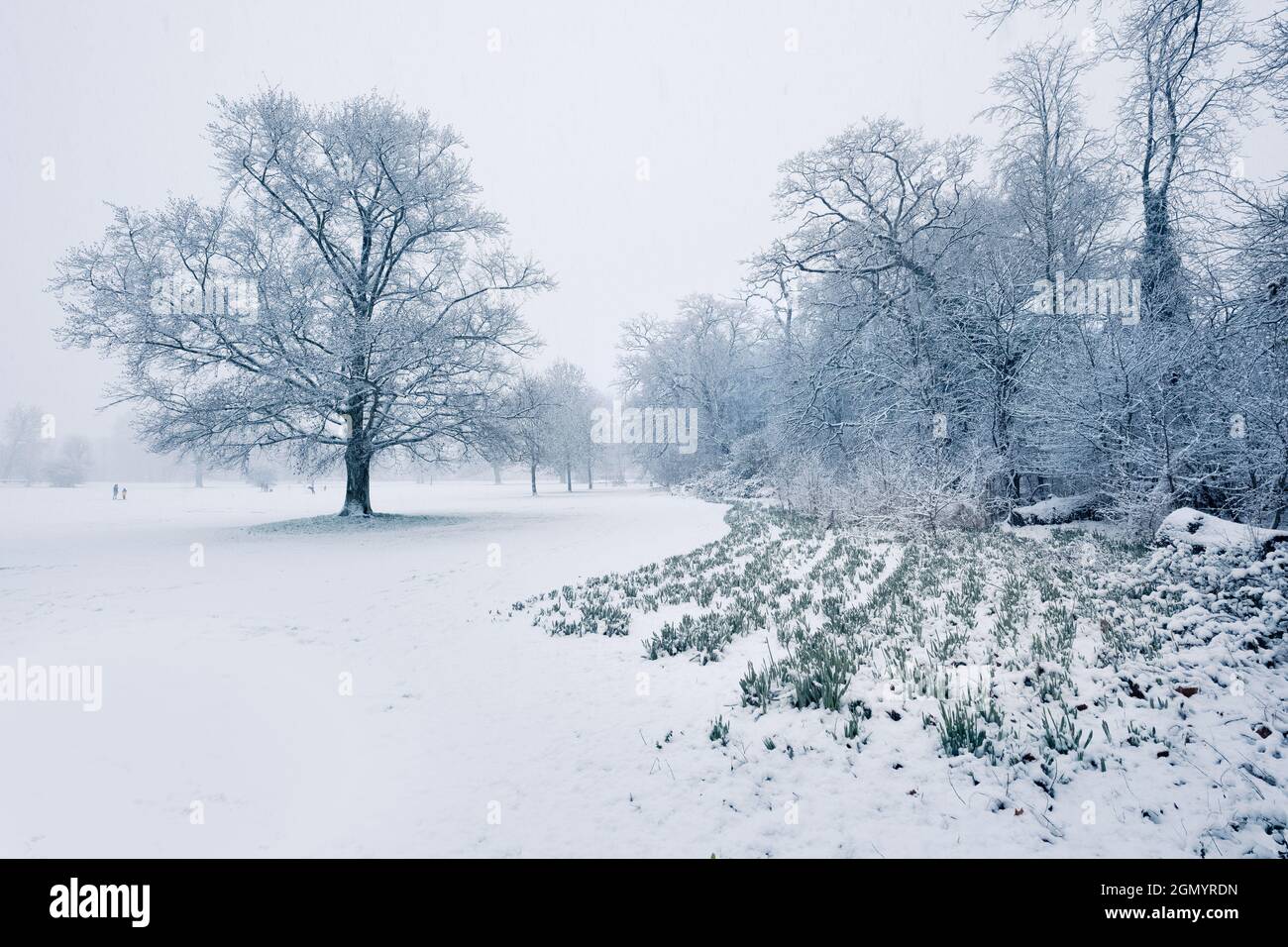 Snow Day in a park in St Neots, Cambridgeshire Stock Photo