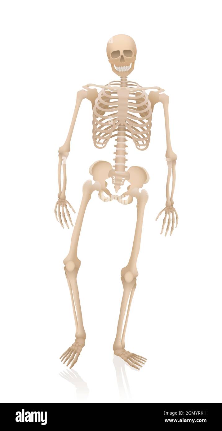 Walking skeleton - alive, creepy, spooky, frightening, but with a friendly smile. Anatomical proportions of an adult person of average body type. Stock Photo