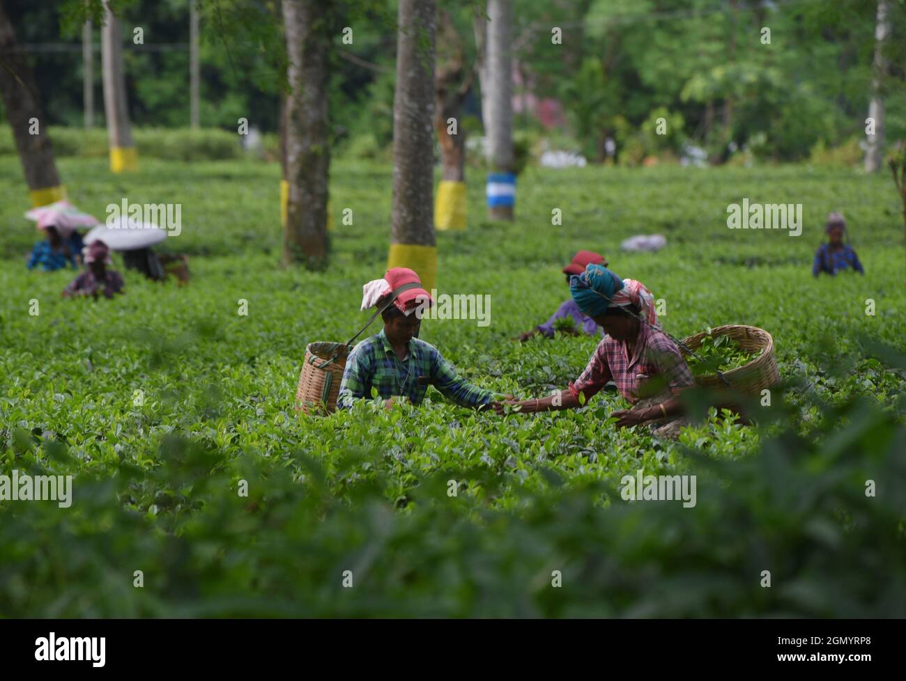 Guwahati, Guwahati, India. 21st Sep, 2021. Women tea labours plucking
