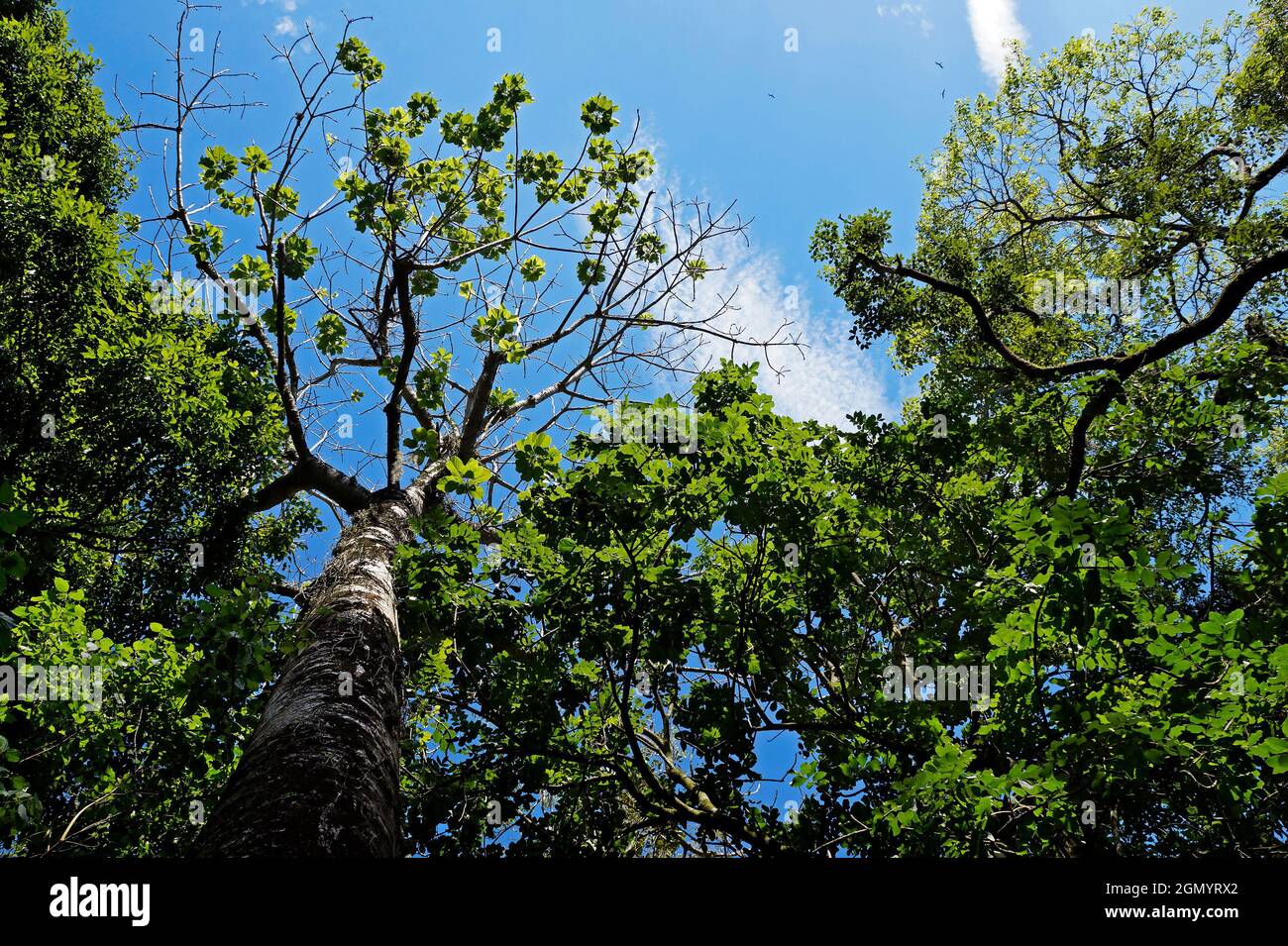 Trees on tropical rainforest, Rio, Brazil Stock Photo Alamy