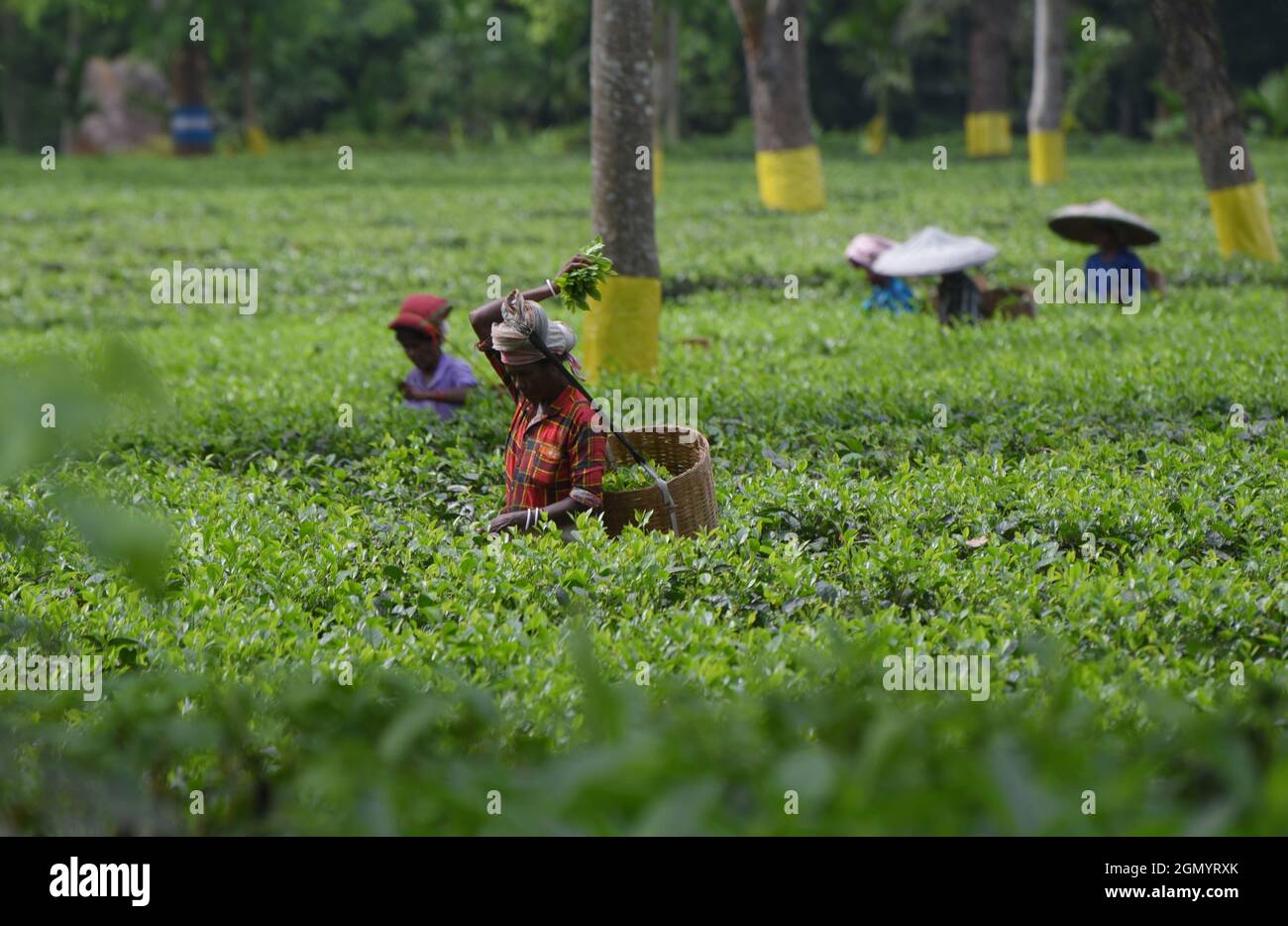 Guwahati, Guwahati, India. 21st Sep, 2021. Women tea labours plucking