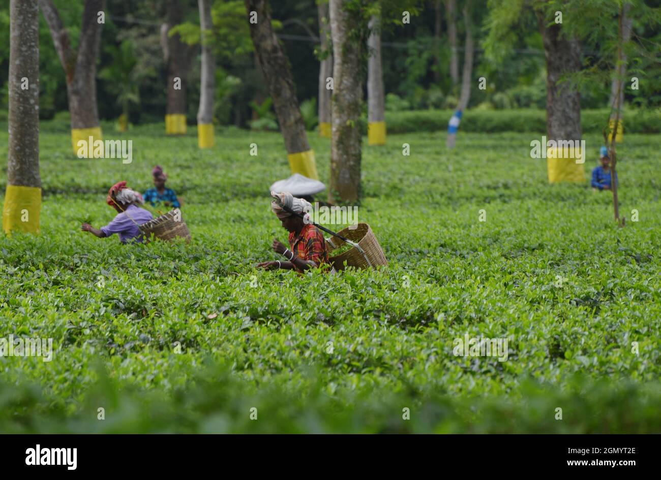 Guwahati, Guwahati, India. 21st Sep, 2021. Women tea labours plucking