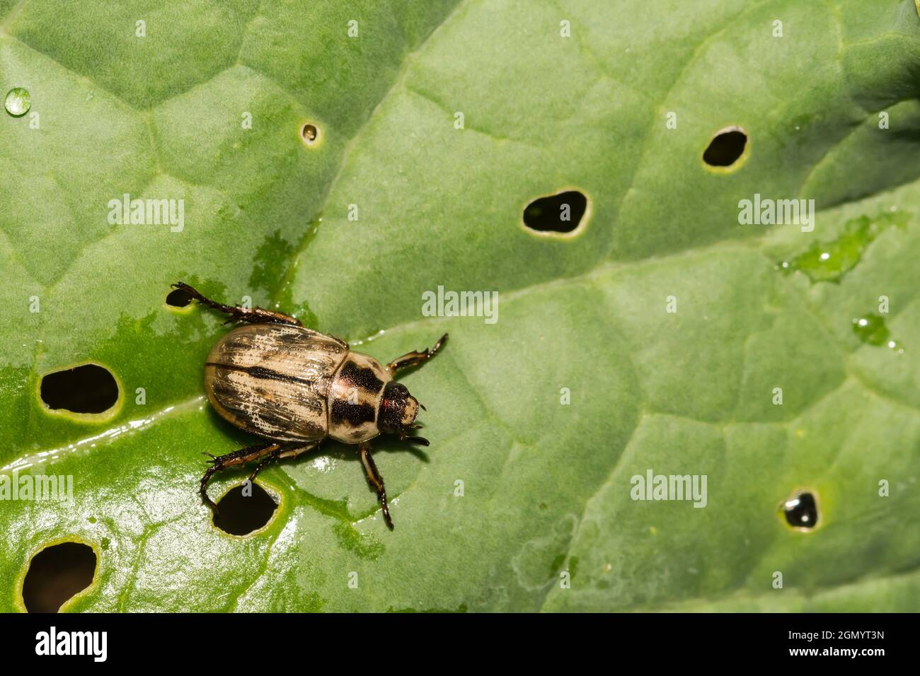 Oriental Beetle (Anomala orientalis) Stock Photo