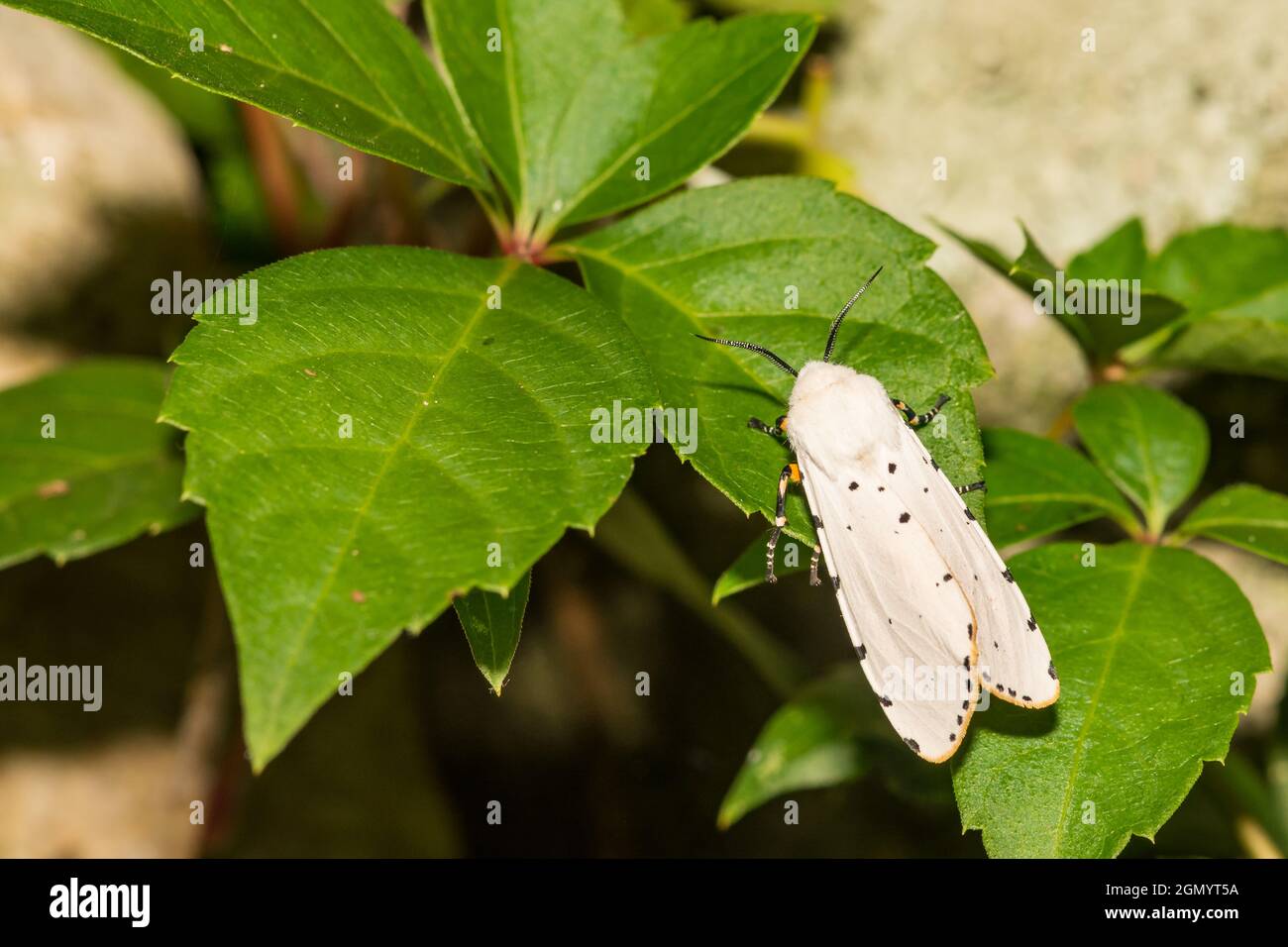 Salt Marsh Moth (Estigmene acrea) Stock Photo