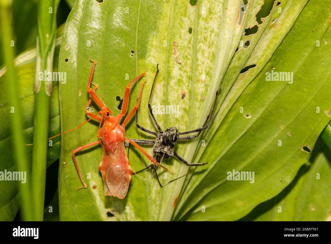 Wheel Bug Molting (Arilus cristatus Stock Photo - Alamy