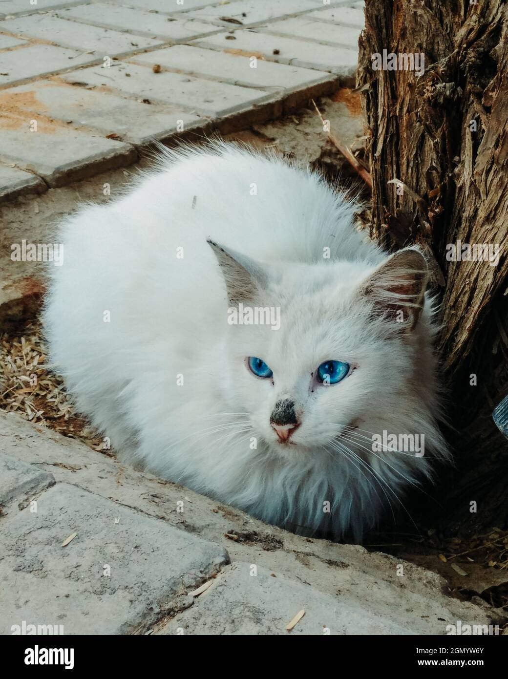 Vertical shot of a male Persian stray cat with blue eyes with a