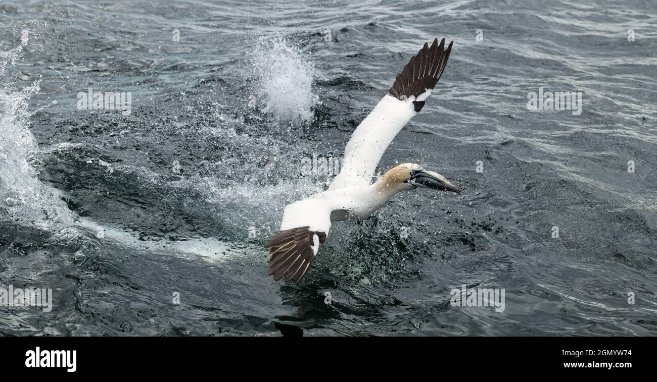 Northern gannet (Morus bassanus) catching a herring fish in Firth of Forth, Scotland, UK Stock Photo
