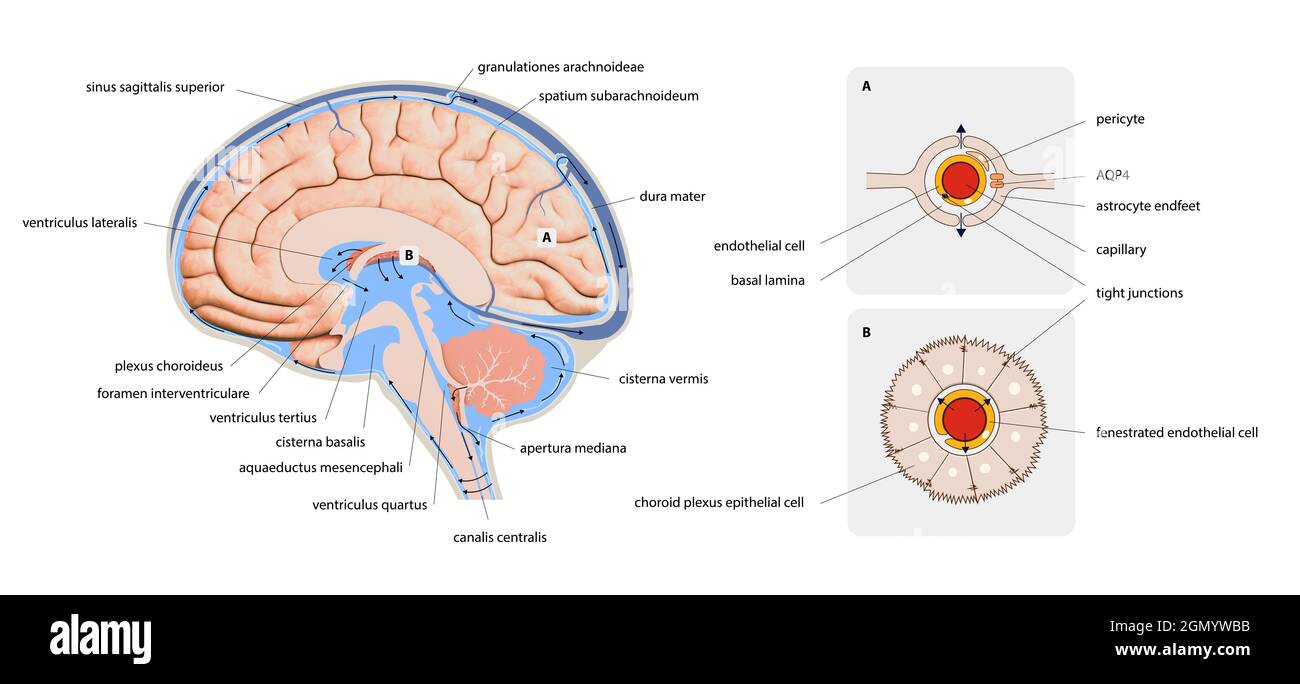 Diagram Illustrating Cerebrospinal Fluid Csf In The Brain Central Nervous System Brain Structure 2d Graphic Illustration Stock Photo Alamy