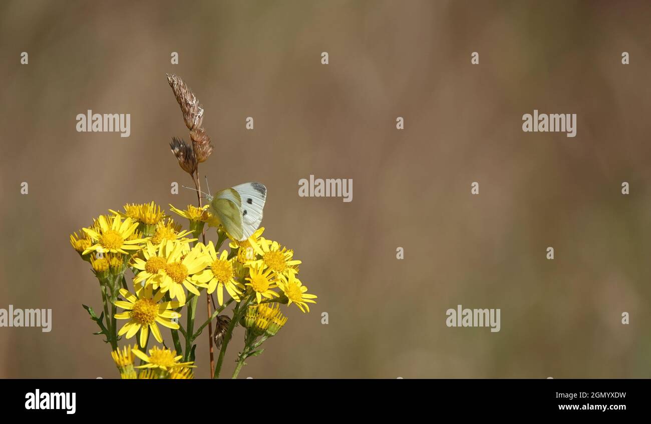 Common ragwort in park hi-res stock photography and images - Alamy