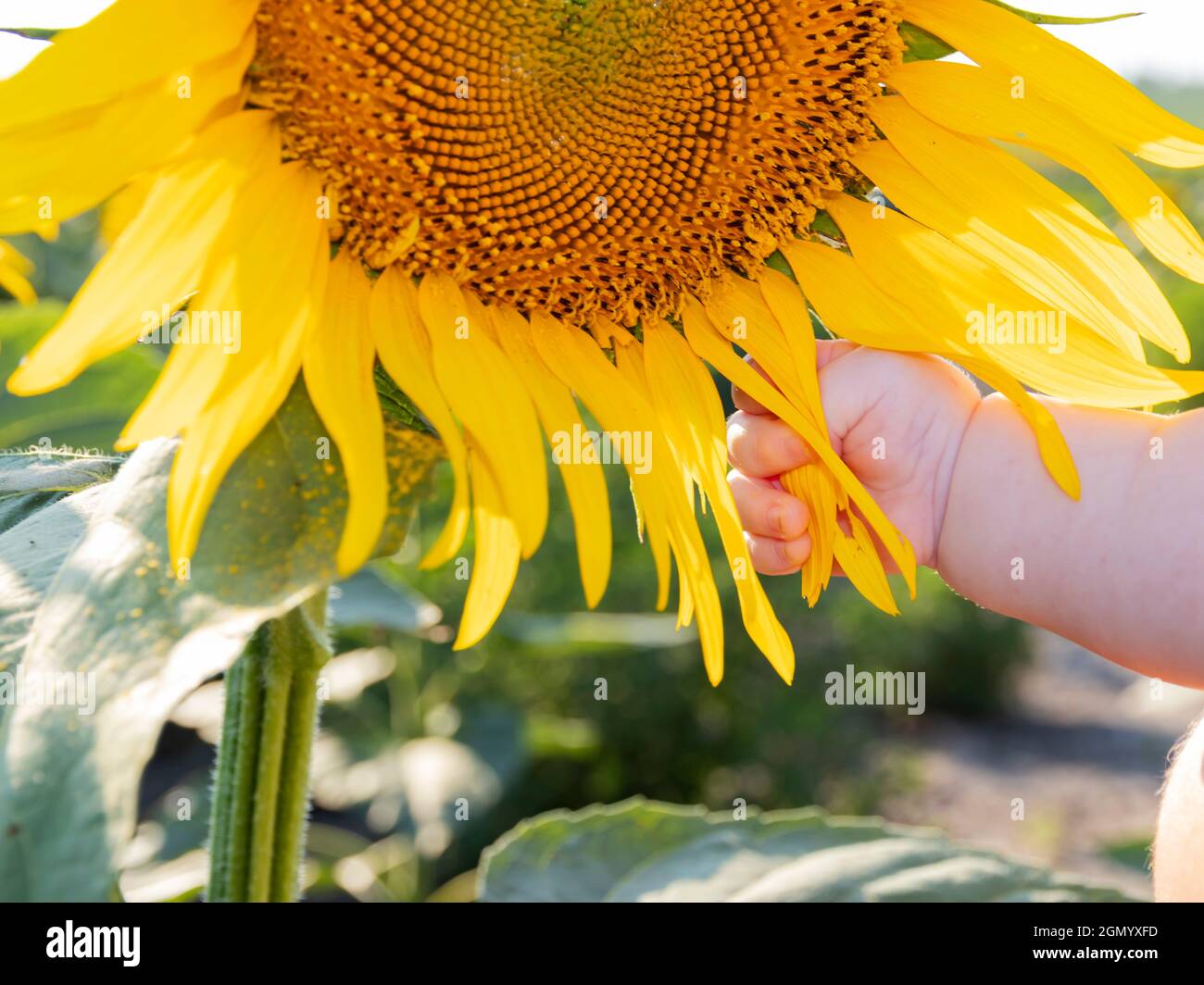 child chubby hand, five months, is touching a yellow sunflower flower, close-up Stock Photo