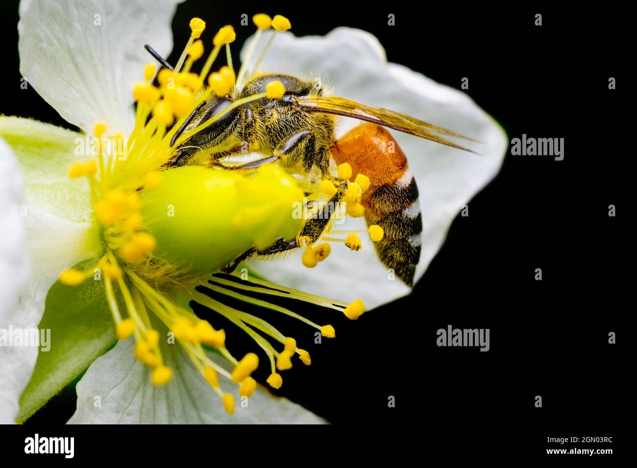 Honey bee getting nectar from the Jamaican cherry flower also known as Strawberry tree flower and pollinate the flower. Used selective focus. Stock Photo