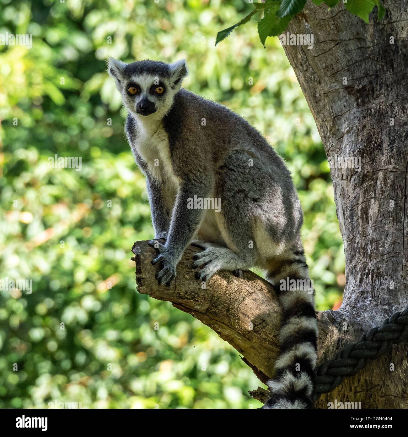 The ring-tailed lemur, Lemur catta is a large strepsirrhine primate and