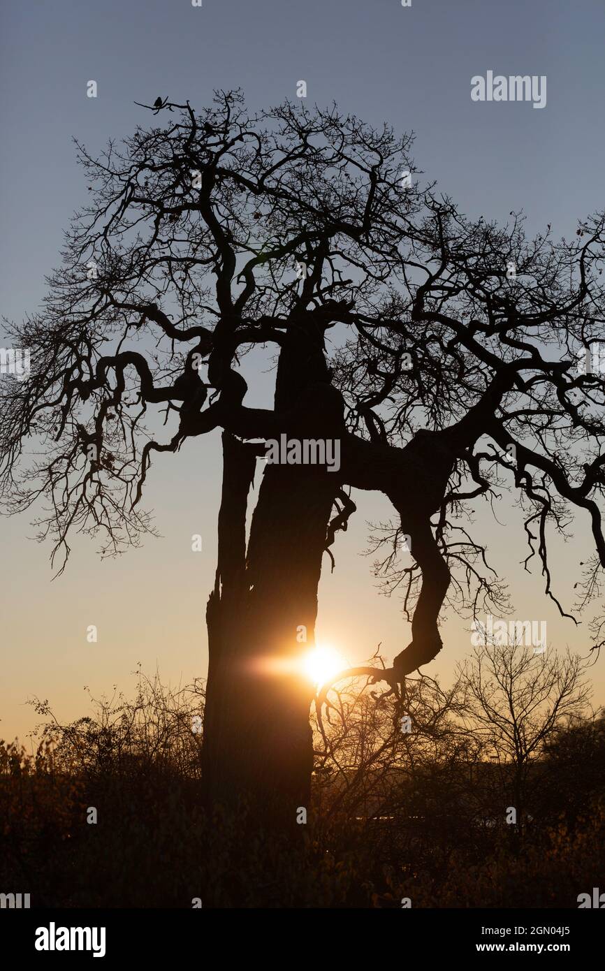 A silhouette of an old oak tree at sunrise Stock Photo