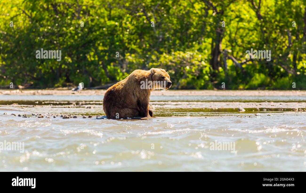 Brown bear or Ursus arctos beringianus fishing in the Kurile lake ...