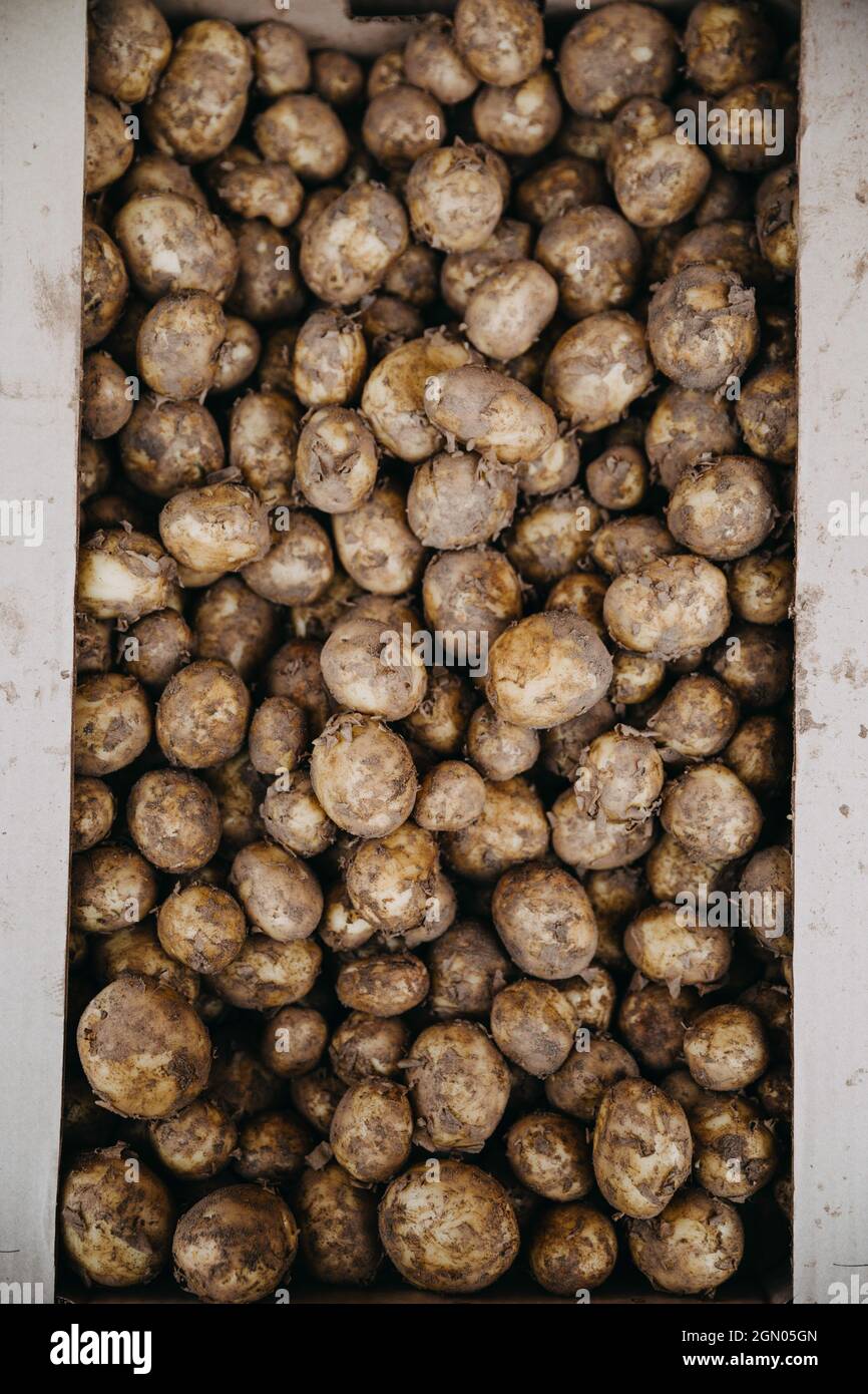 A paper box full of dirty new potatoes Stock Photo