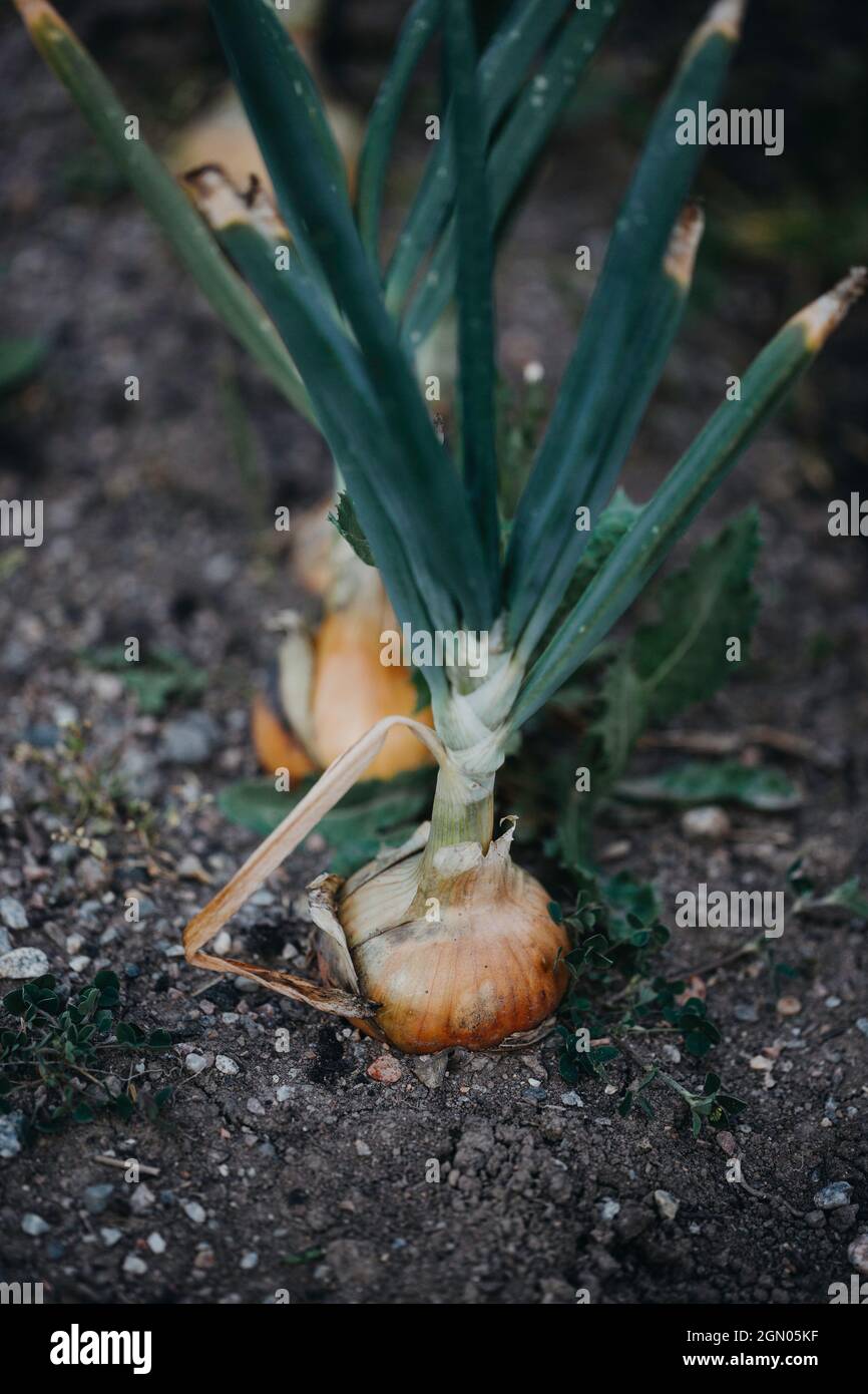 Yellow onions growing in soil Stock Photo Alamy
