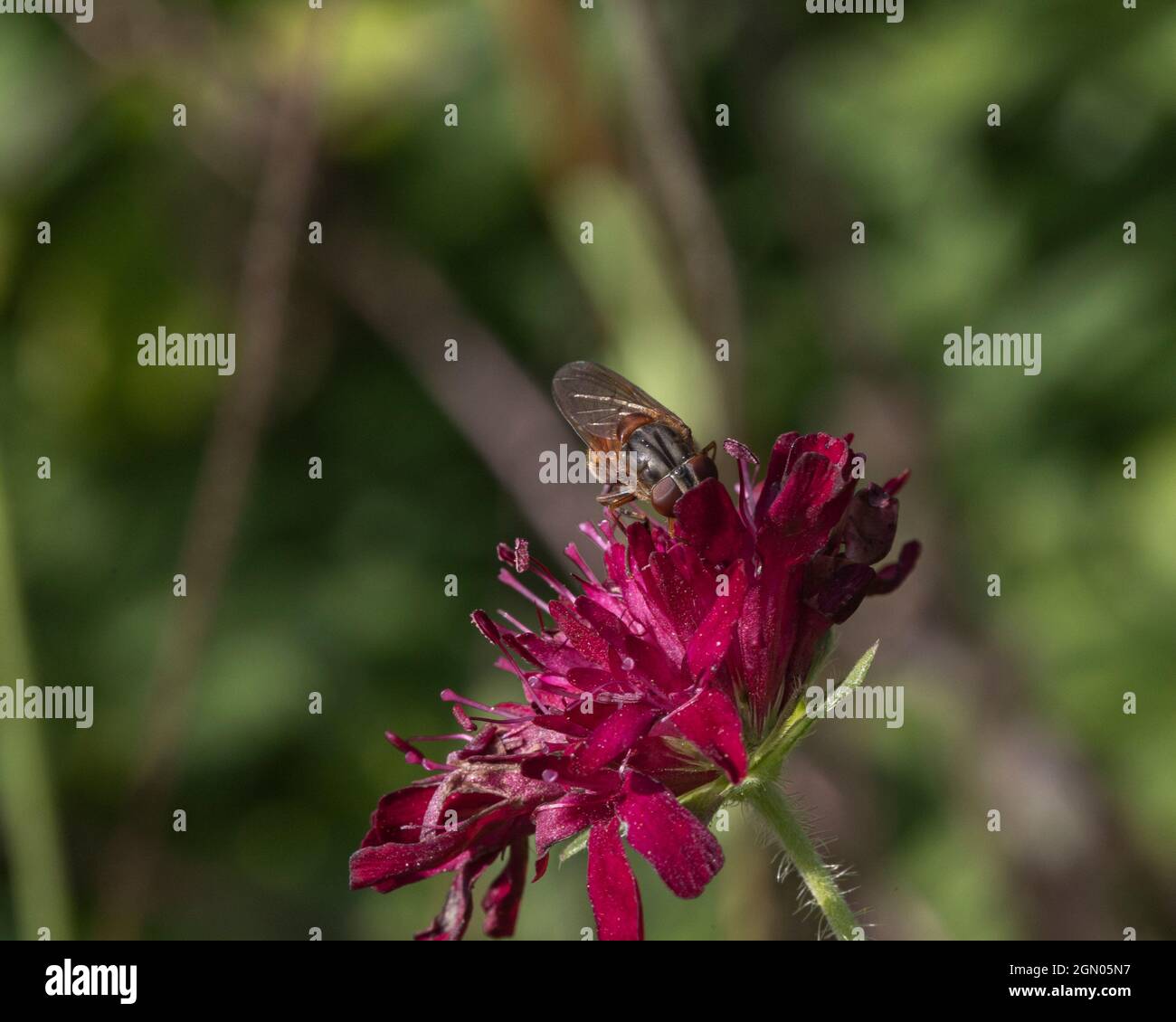 House fly feeding from a knautia macedonia flower Stock Photo Alamy