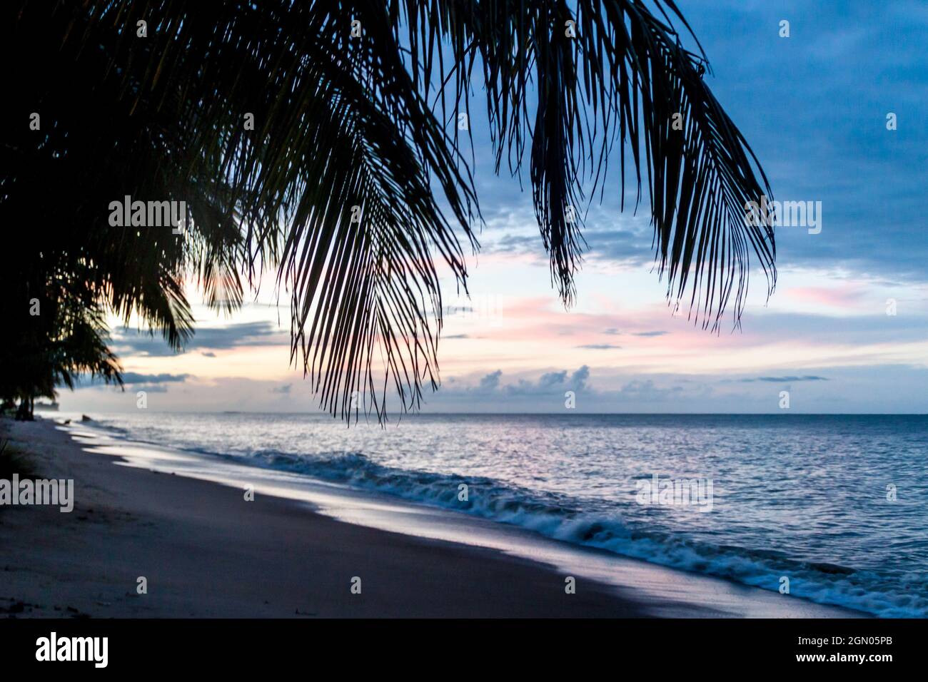 Palms on a beach in Kourou, French Guiana Stock Photo