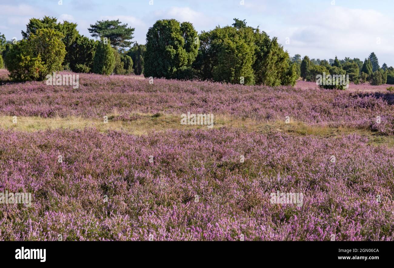 heather blooming season from August until September in Lüneburger Heide, Lower Saxony, Germany Stock Photo
