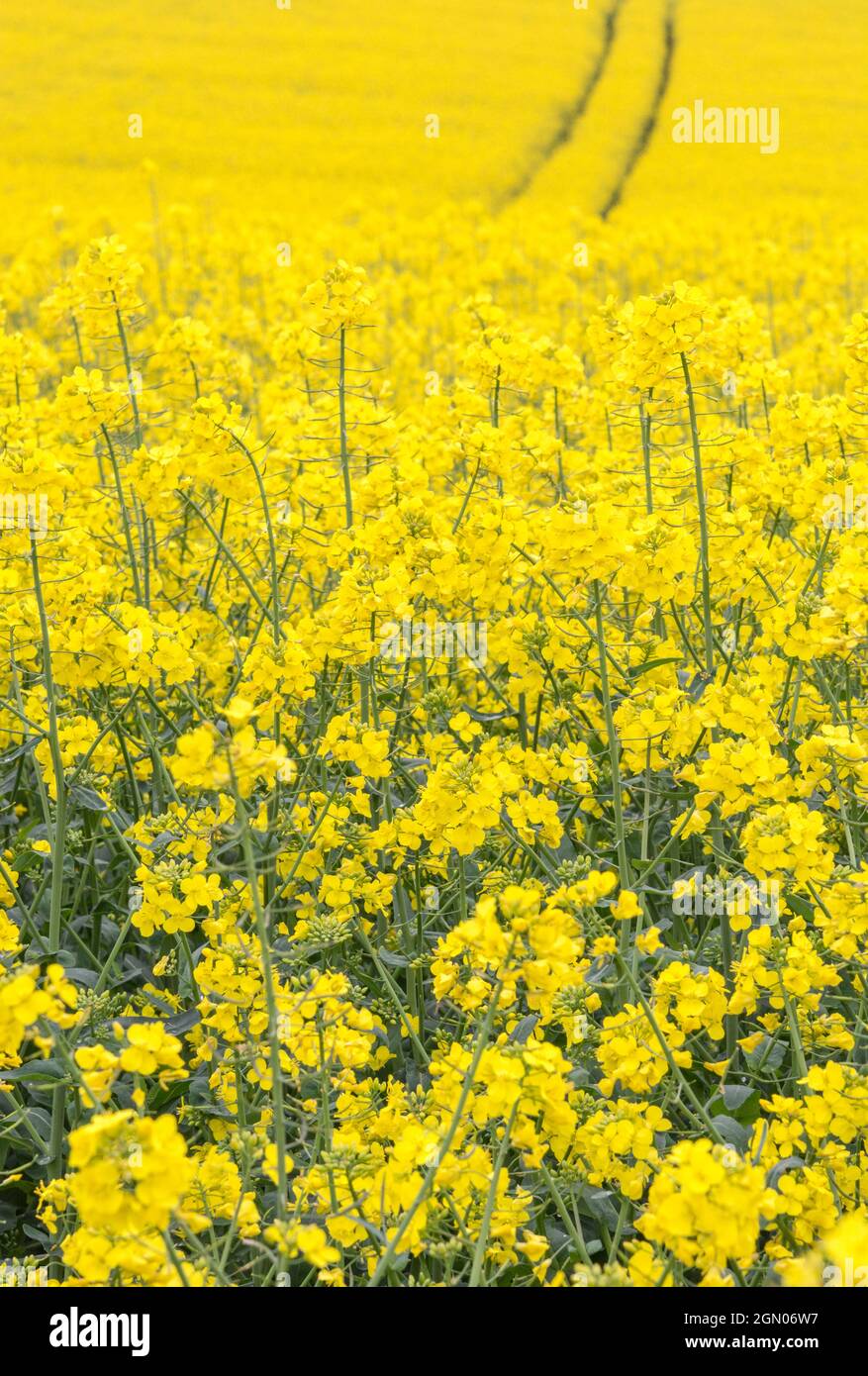 Field of flowering Oilseed Rape, Canola / Brassica napus variety in cultivation in UK. See FOCUS note in 'description'. Stock Photo