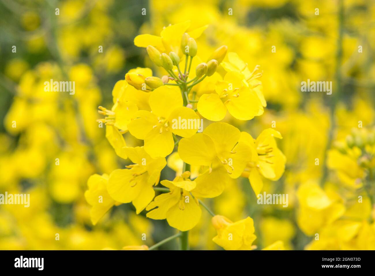 Field of flowering Oilseed Rape, Canola / Brassica napus variety in cultivation in UK. Stock Photo
