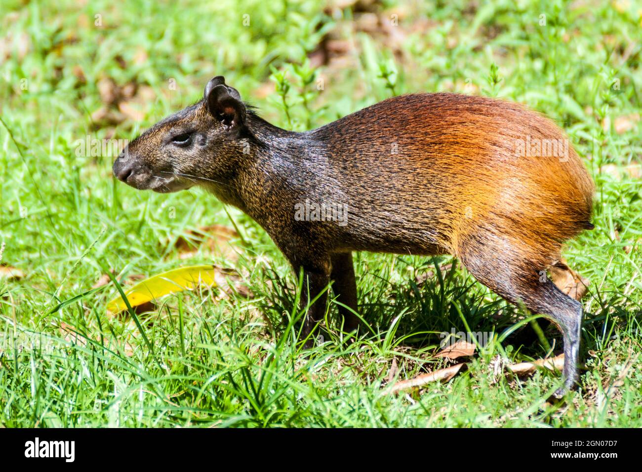 Agouti at Ile Royale, one of the islands of Iles du Salut (Islands of Salvation) in French Guiana Stock Photo