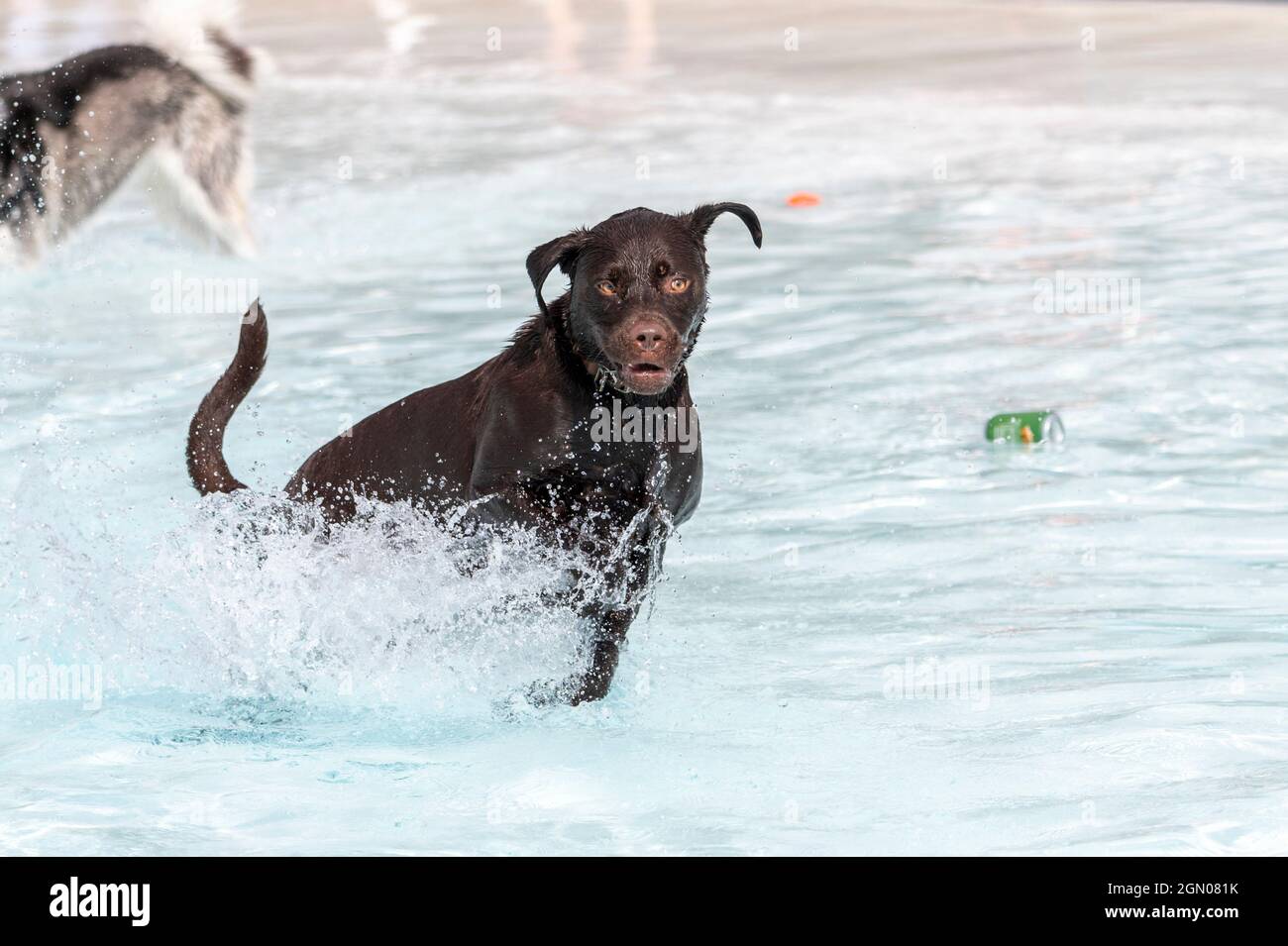 Chocolate Labrador Retriever running through the water in a swimming pool Stock Photo