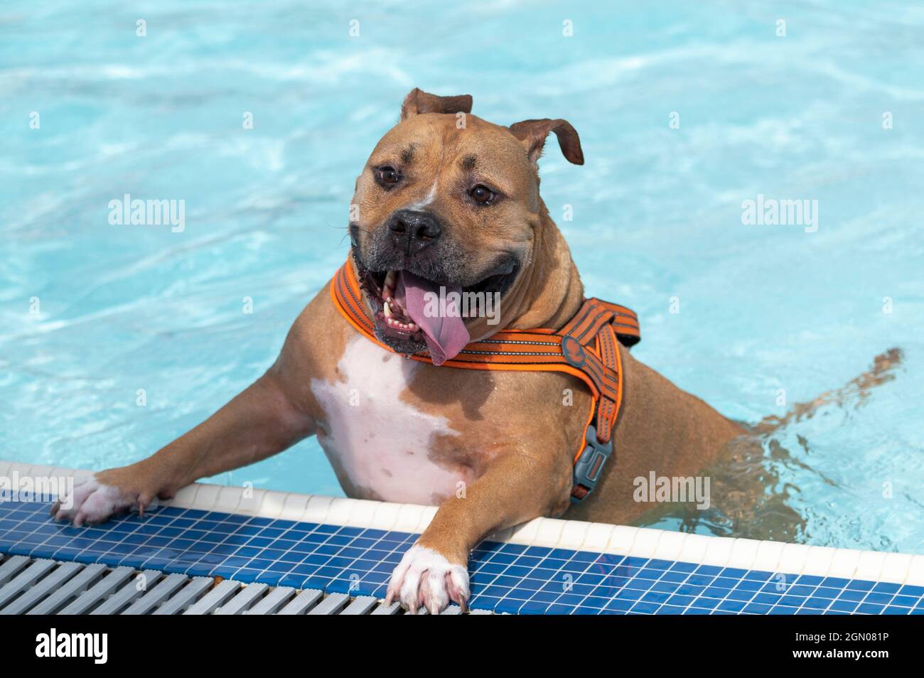 can pitbull dogs swim