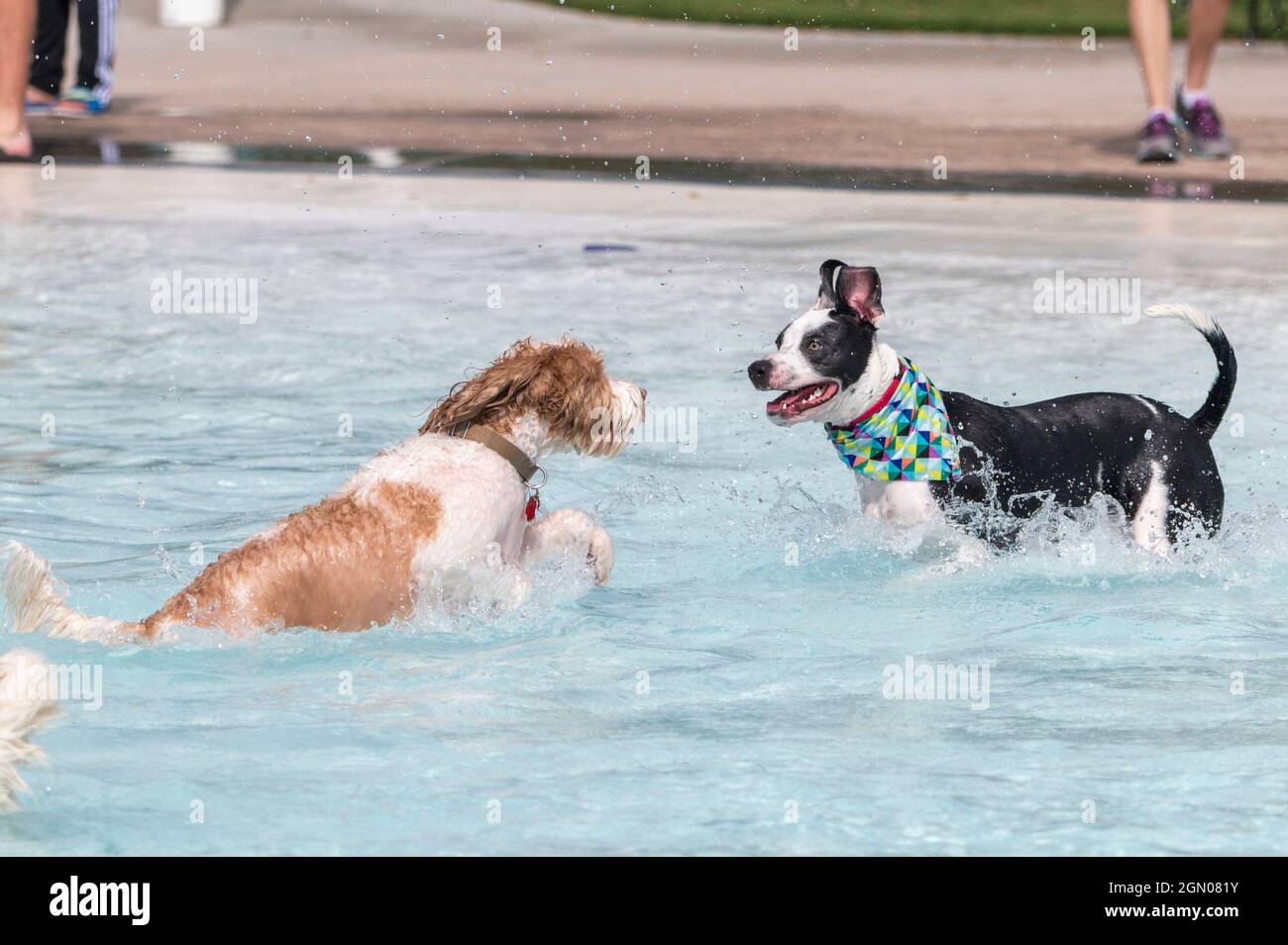 Two mixed breed dogs playing and splashing in a swimming pool Stock Photo
